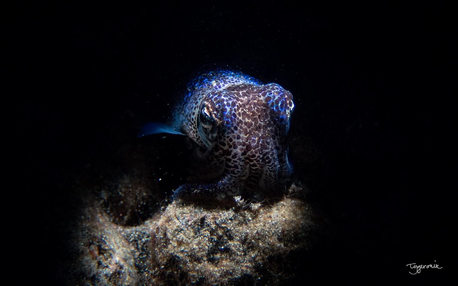 Bobtail Squid