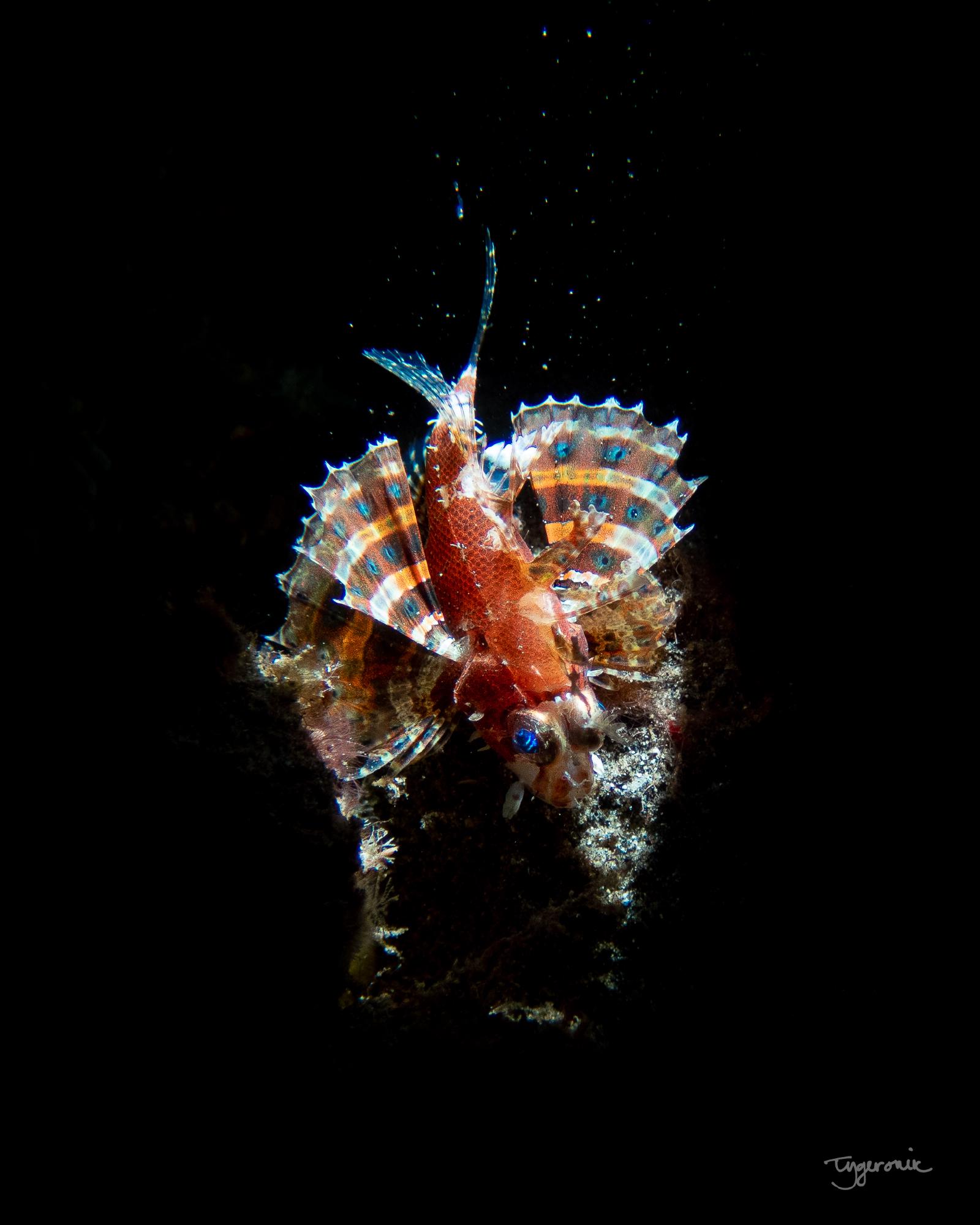 Dwarf Lionfish