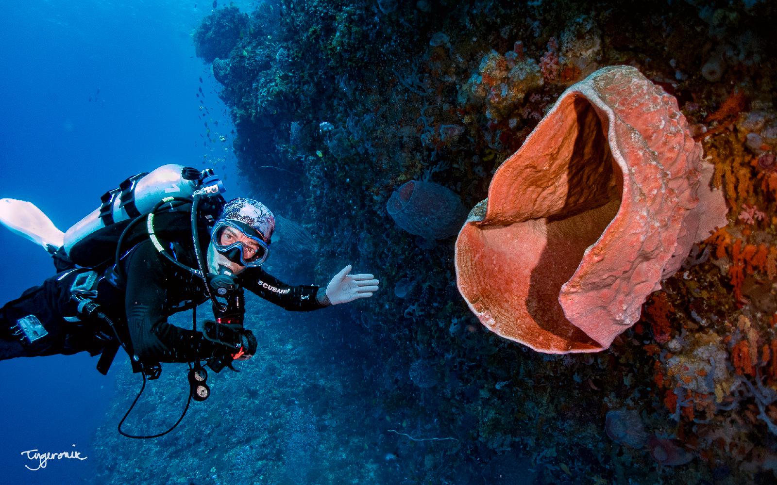 Sponge Coral