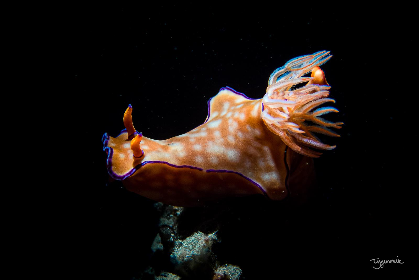 Night dive nudibranch