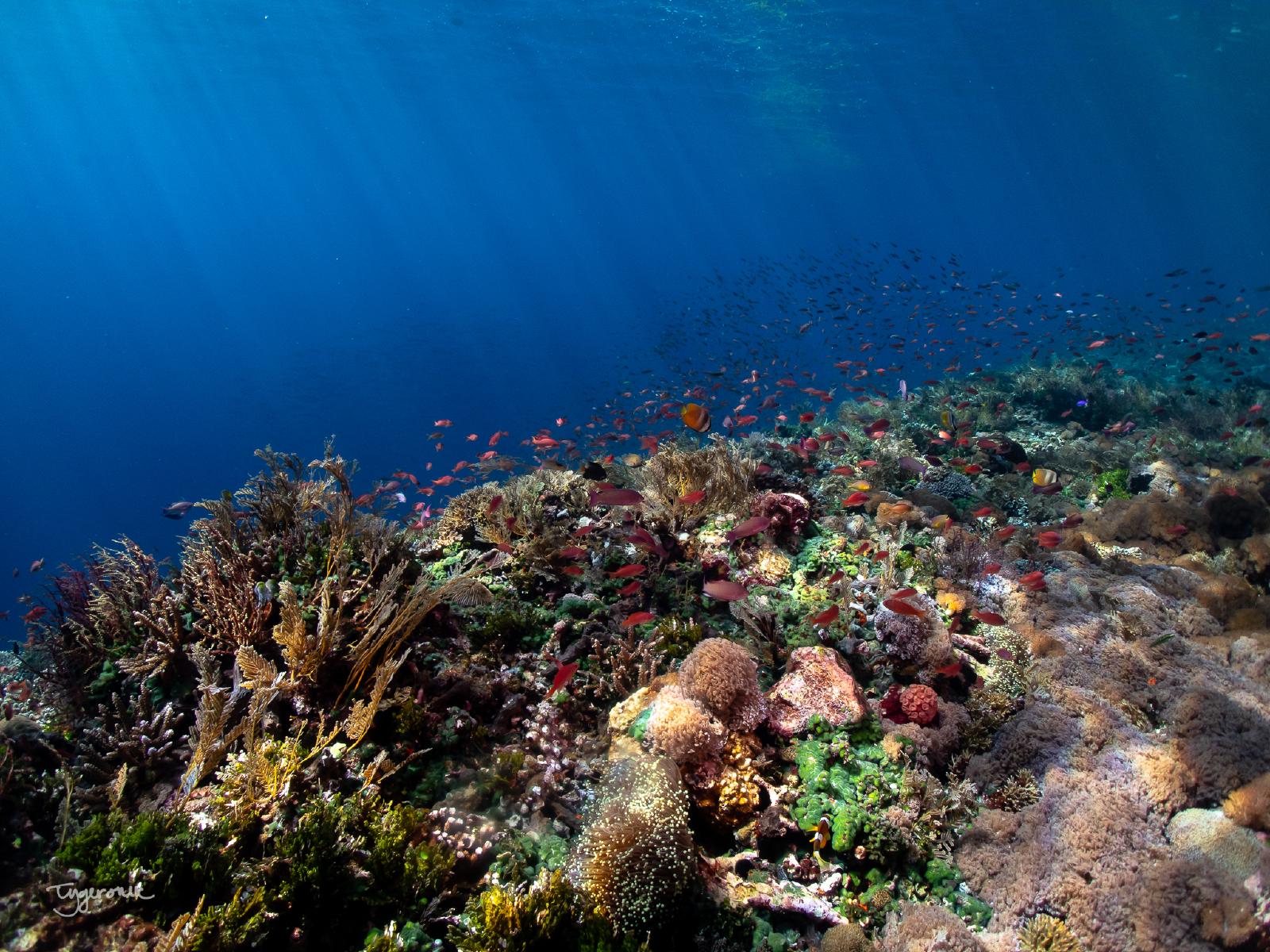 Pristine Reef