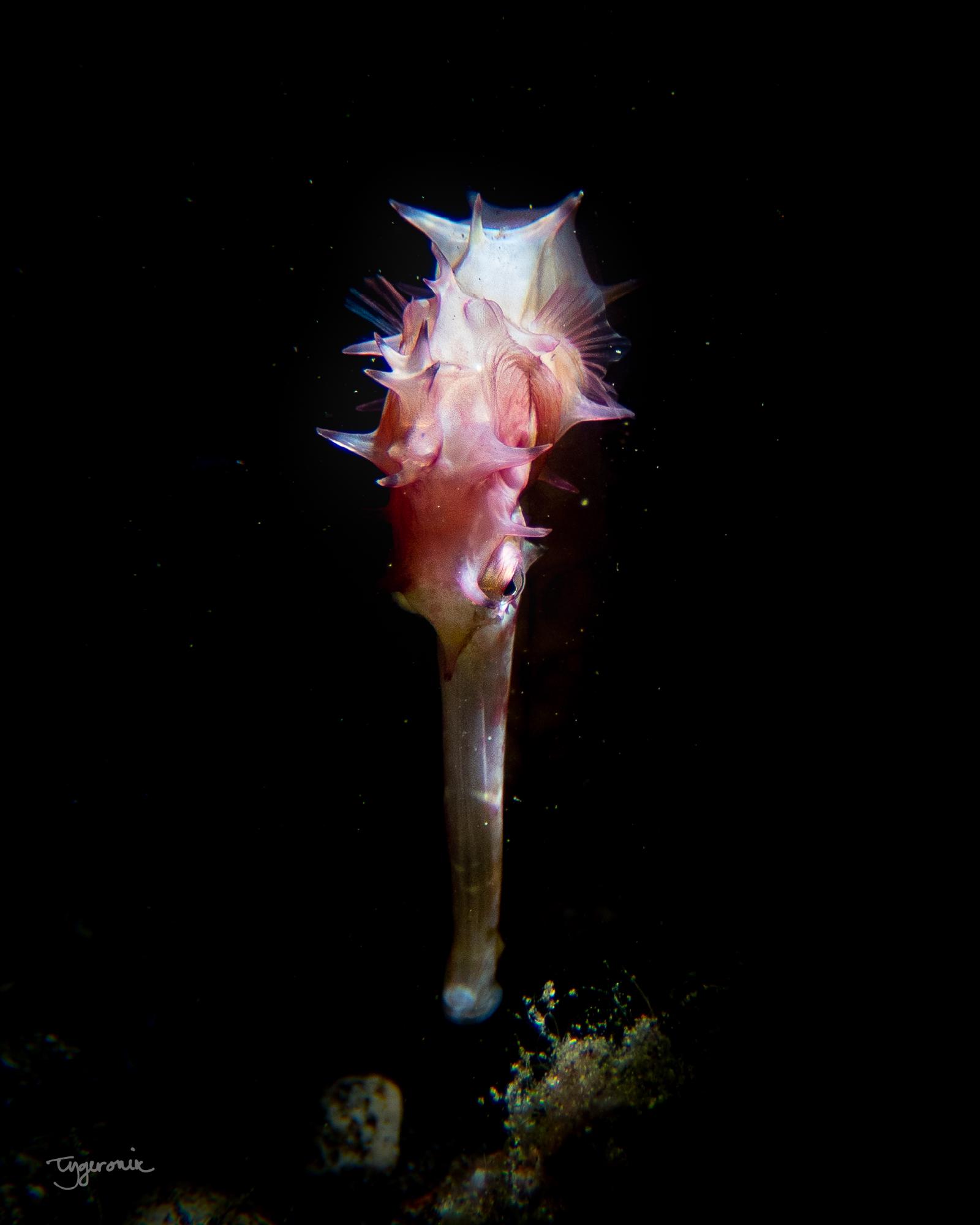 Seahorse