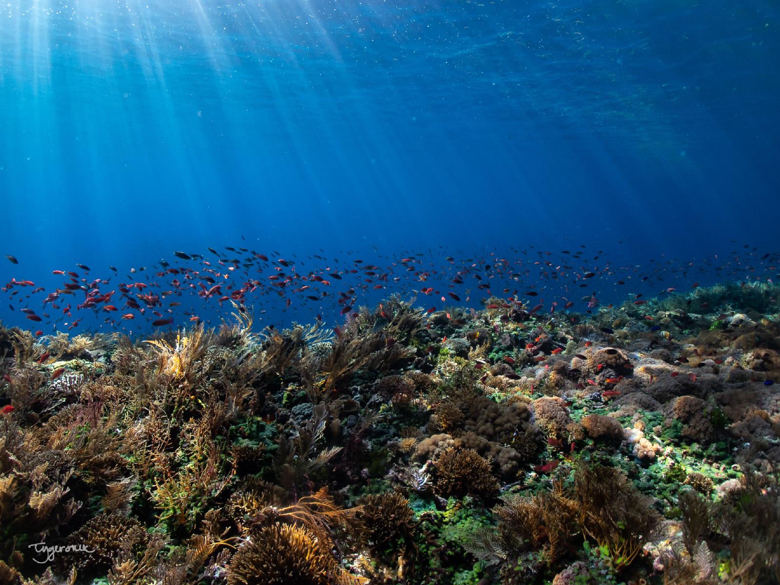 Shallow Reef