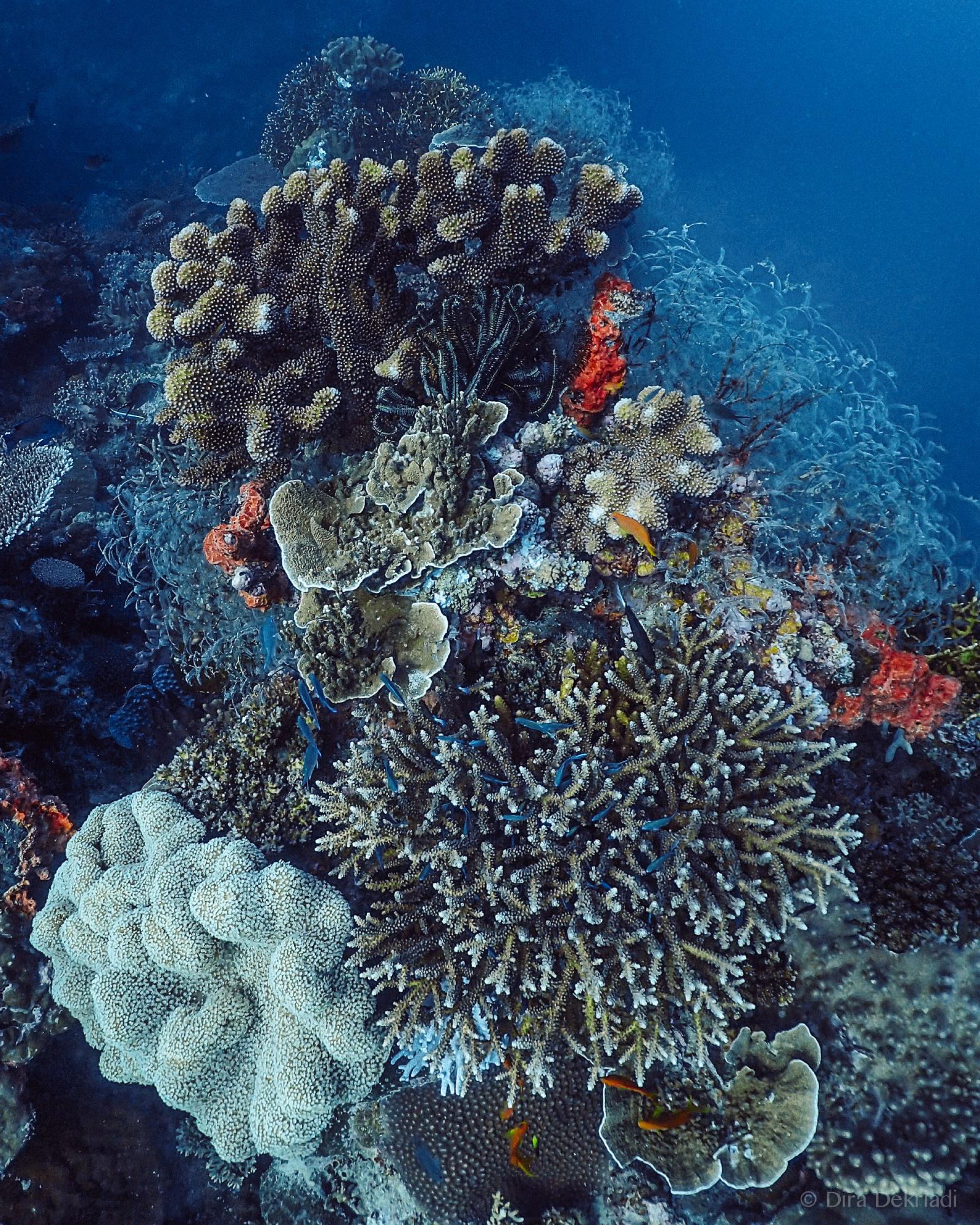 Corals