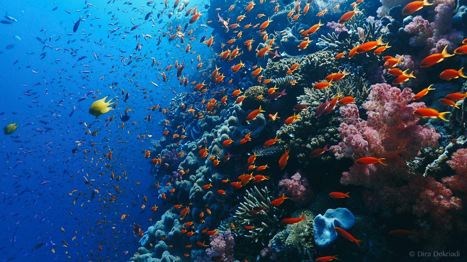 Reef Fishes
