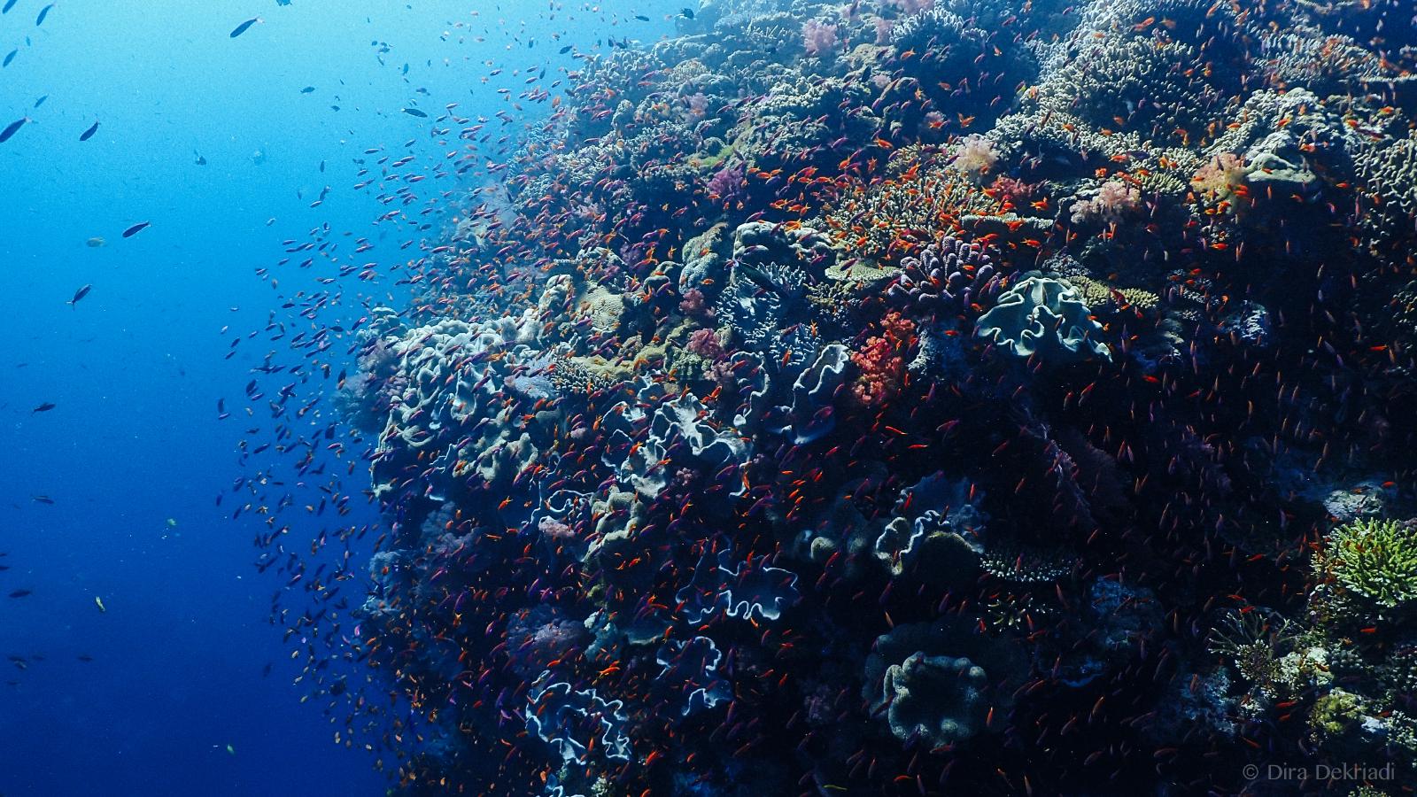 Reef Garden