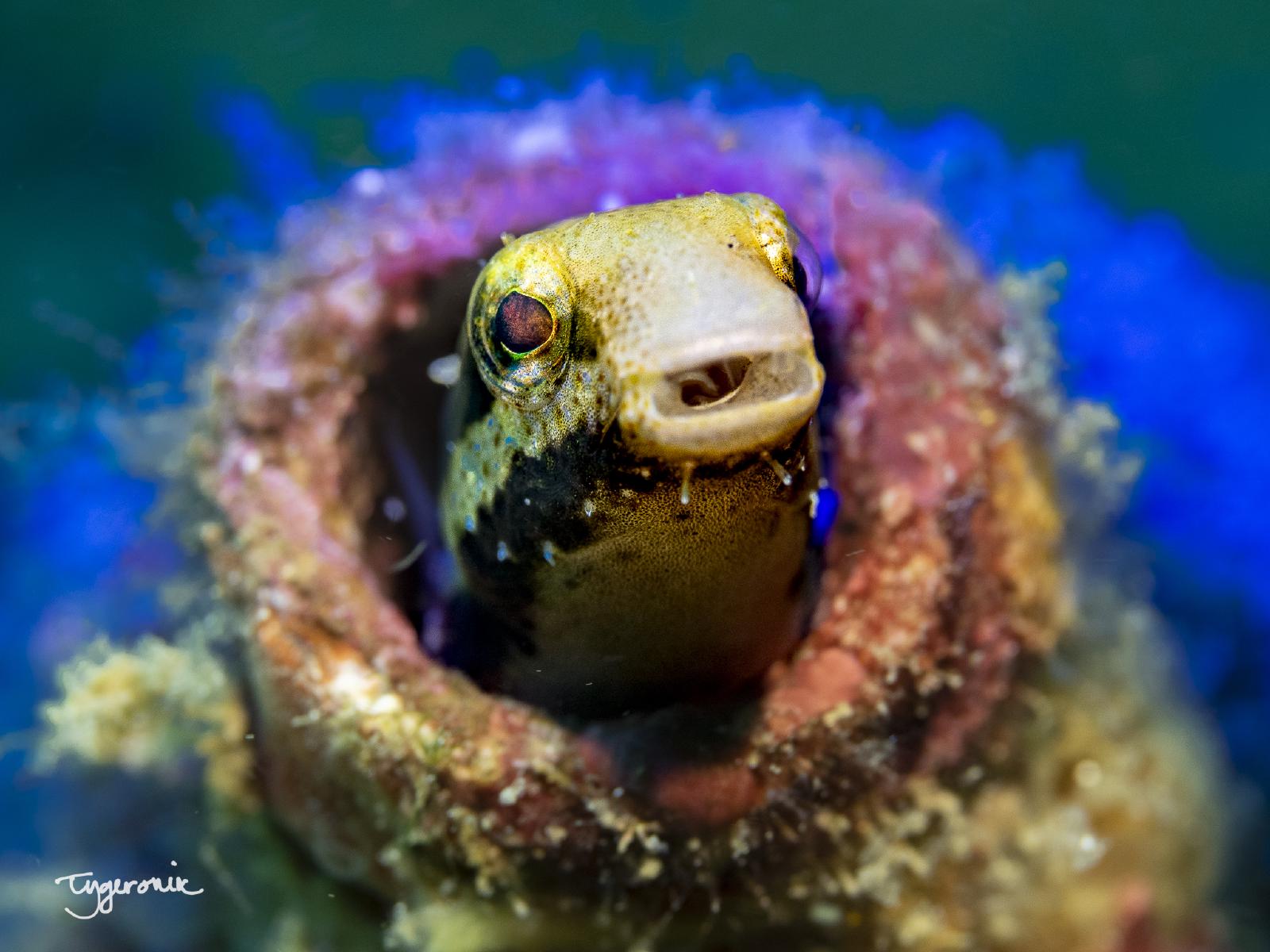Blenny in a Bottle