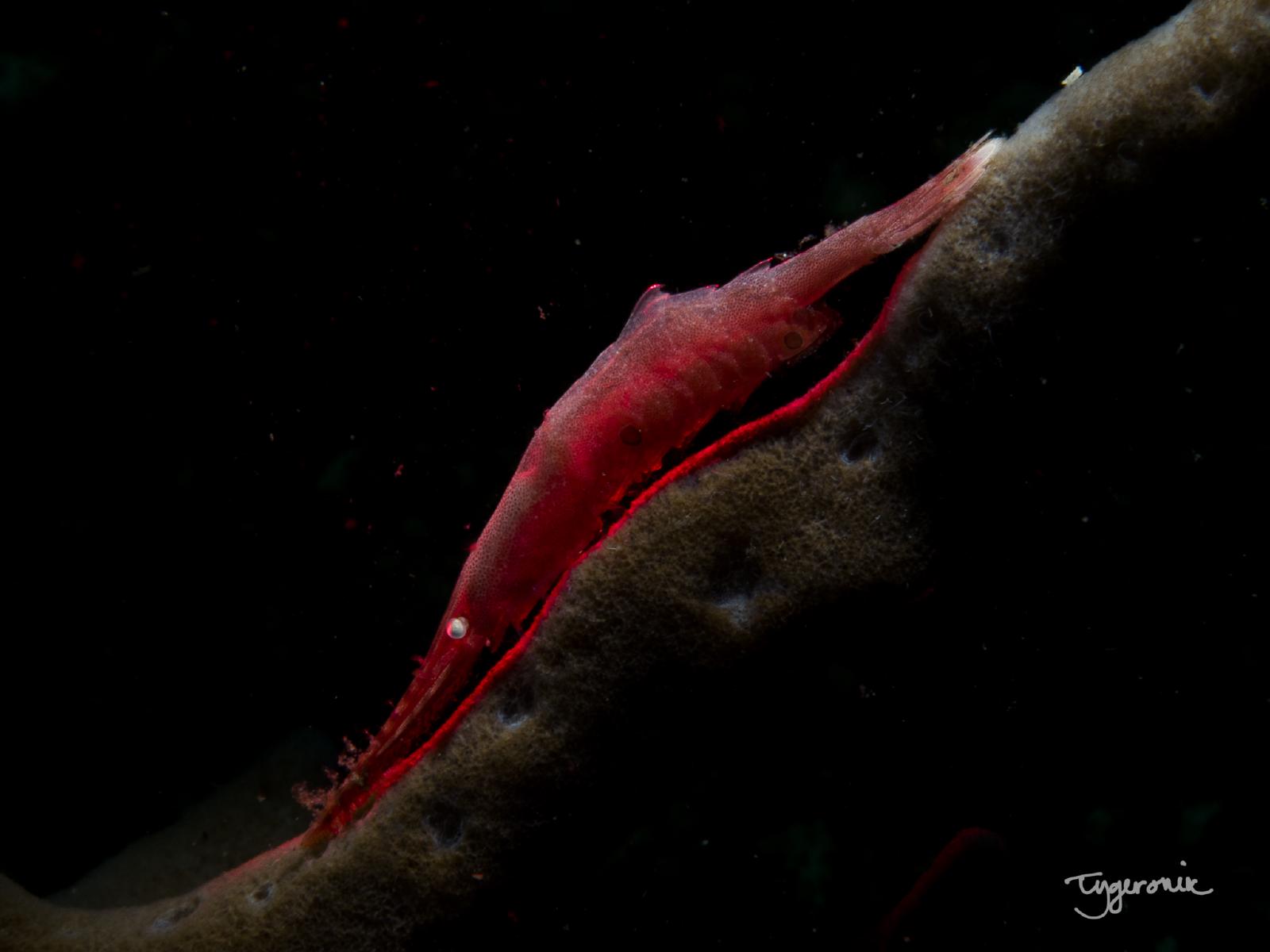 Ocellated Tozeuma Shrimp