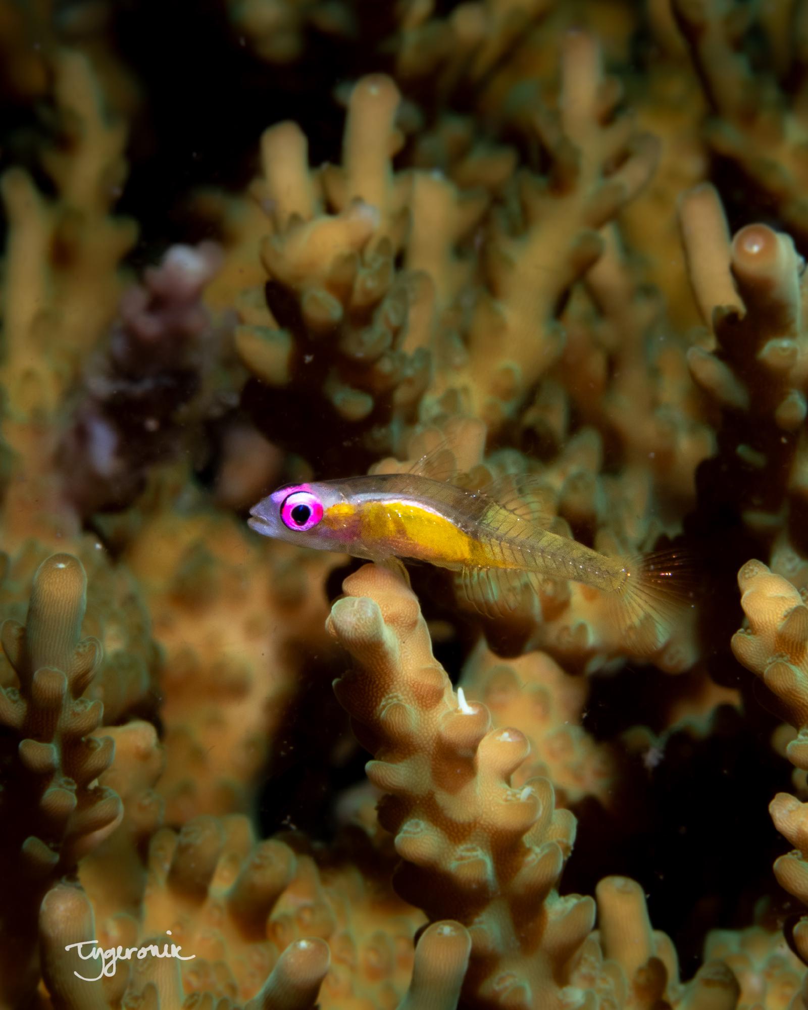 Pink Eye Goby