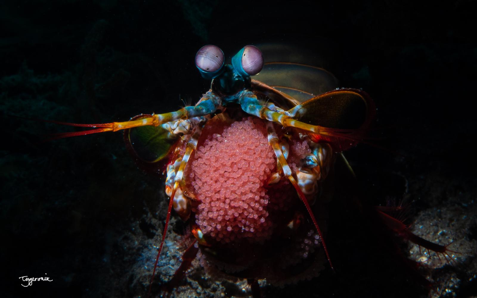 Mantis Shrimp with Eggs
