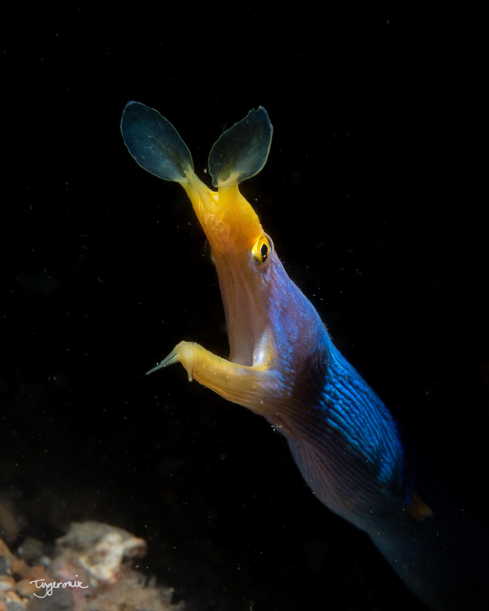 Ribbon Eel