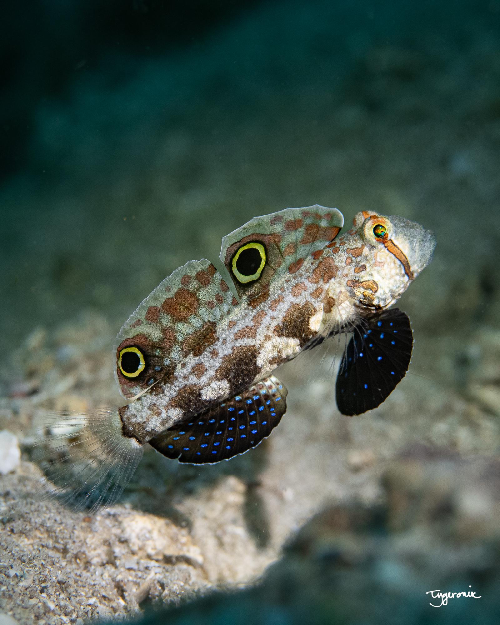 Signal Goby