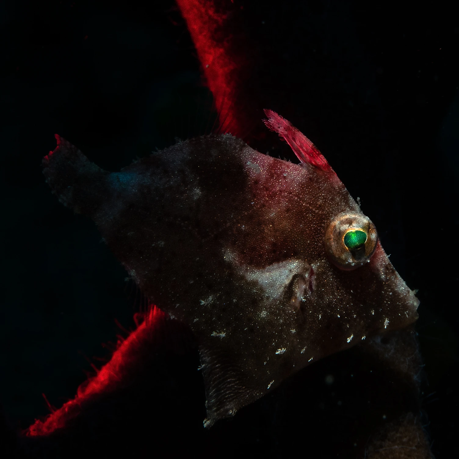 Lembeh Strait