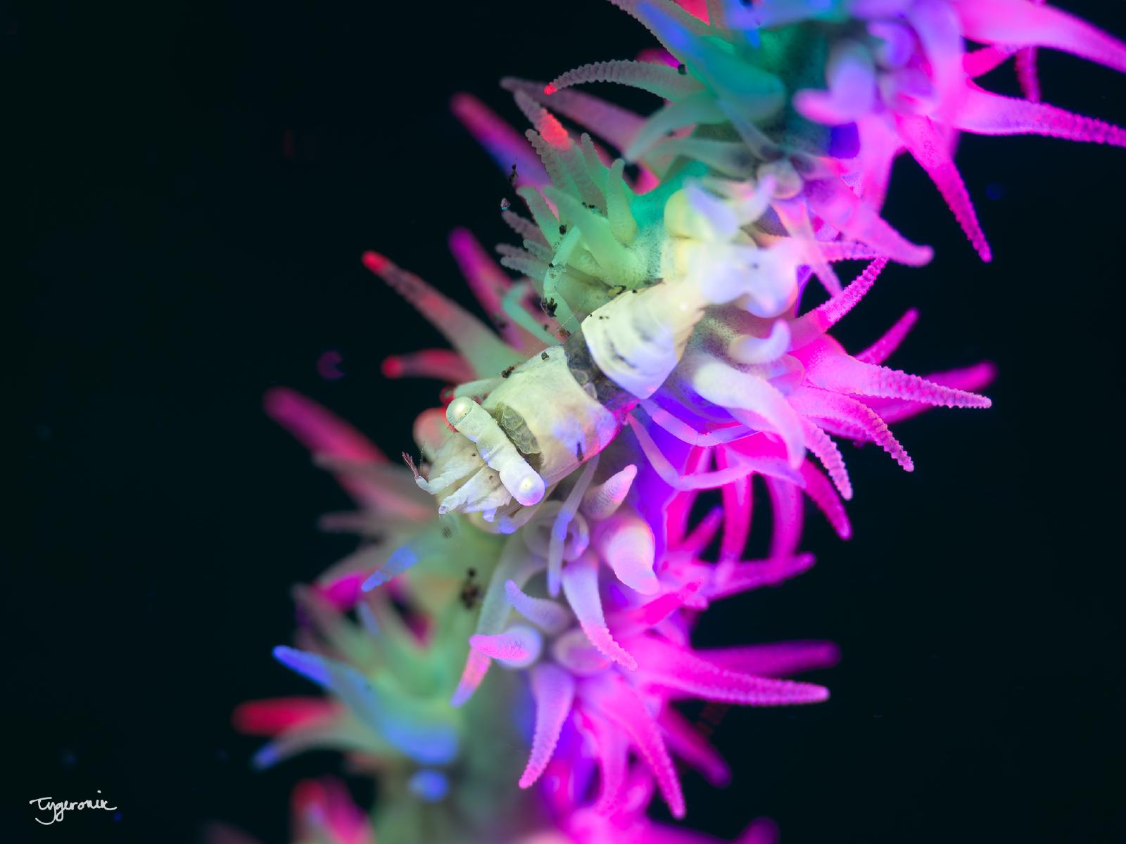 Anker Whip Coral Shrimp, OC 2023