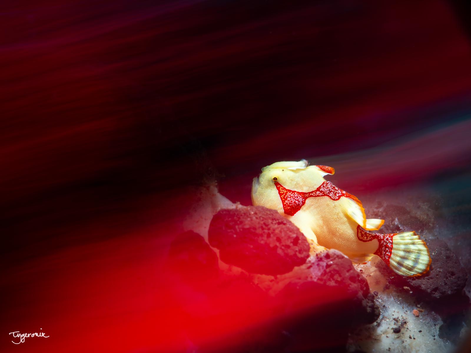 Painted Frogfish, OC 2024