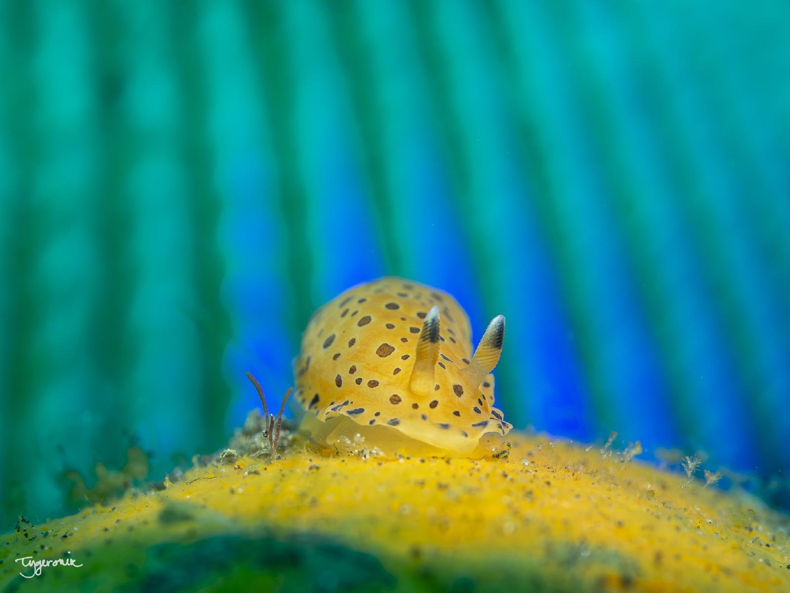 Dendrodoris guttata with a shell background, OC 2024