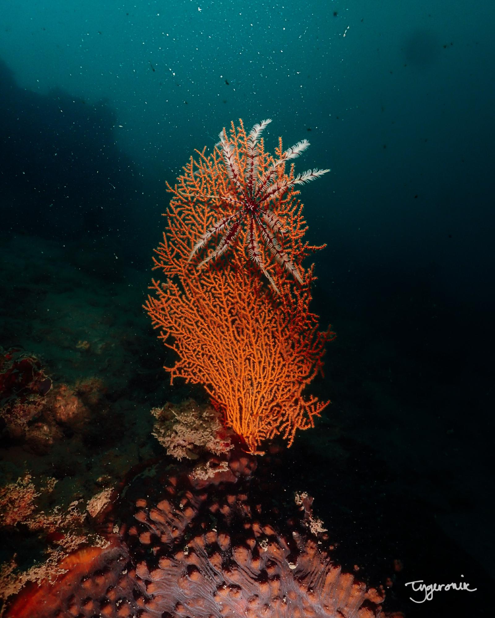 Singapore Seafan