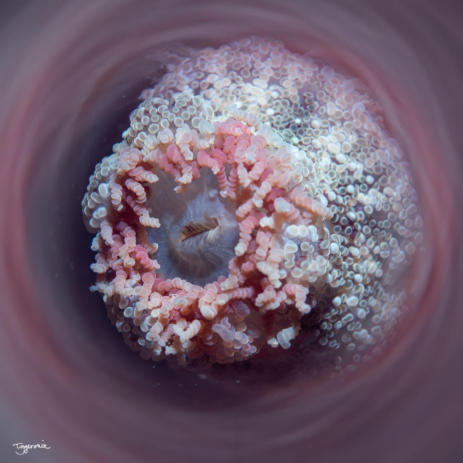 Saga tube effect