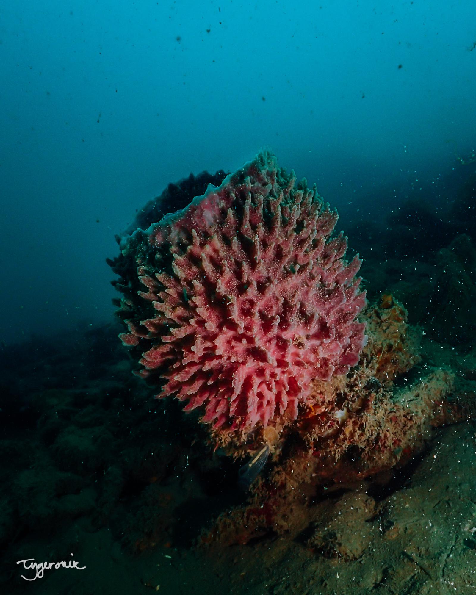 Sponge Coral