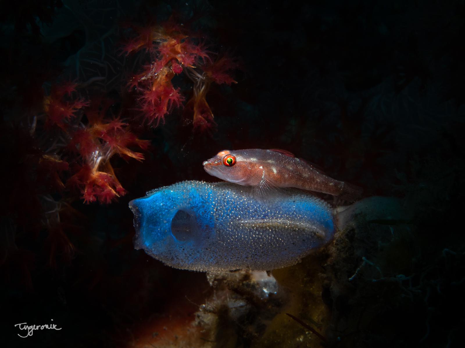 Autumn, Goby with Eggs