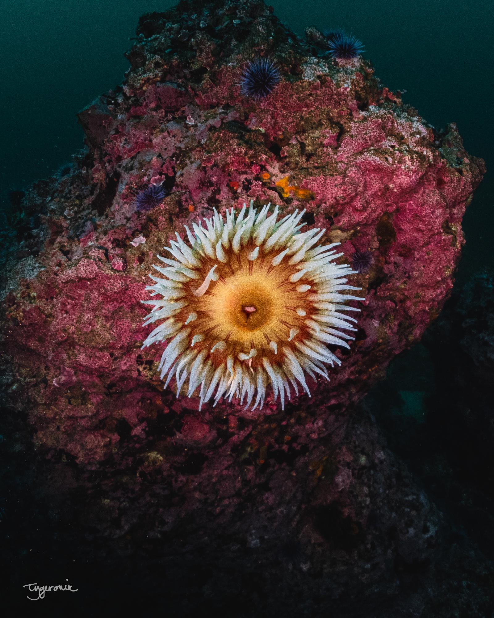 Pt Lobos Fish-eating Anemone