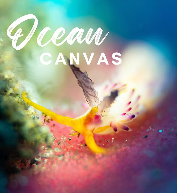 Ocean Canvas Workshop: 2024